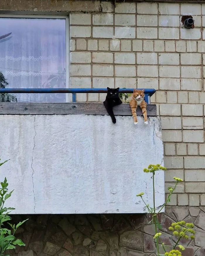 50 Times People Spotted Kitties Sitting At The Window And Just Had To Take A Pic (New Pics)
