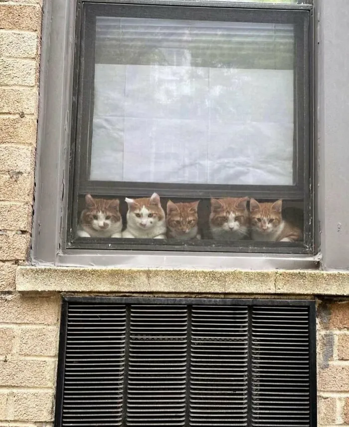 50 Times People Spotted Kitties Sitting At The Window And Just Had To Take A Pic (New Pics)