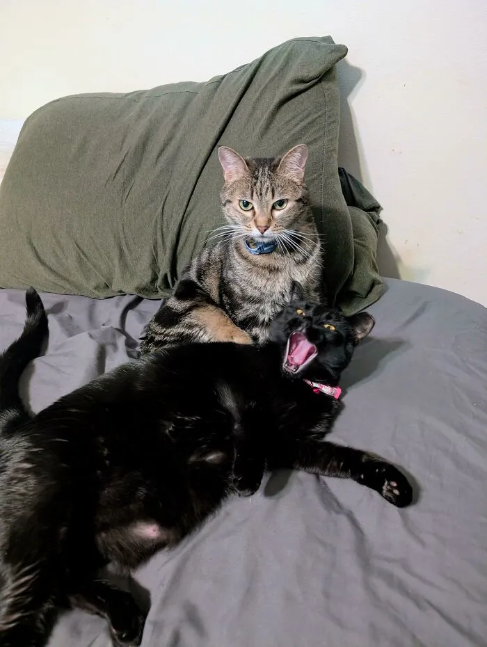 "The Duality Of Cat"