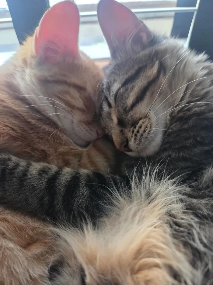 "We Got Lucky That The Two Kitties We Got Were Instantly Best Buds. Otto And Ziggs"