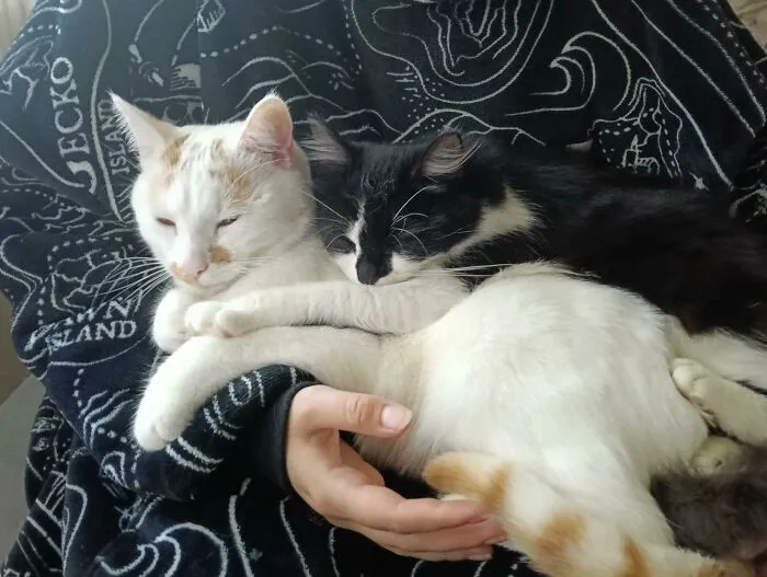 "My Two Cats That 'Don't Like Each Other'"
