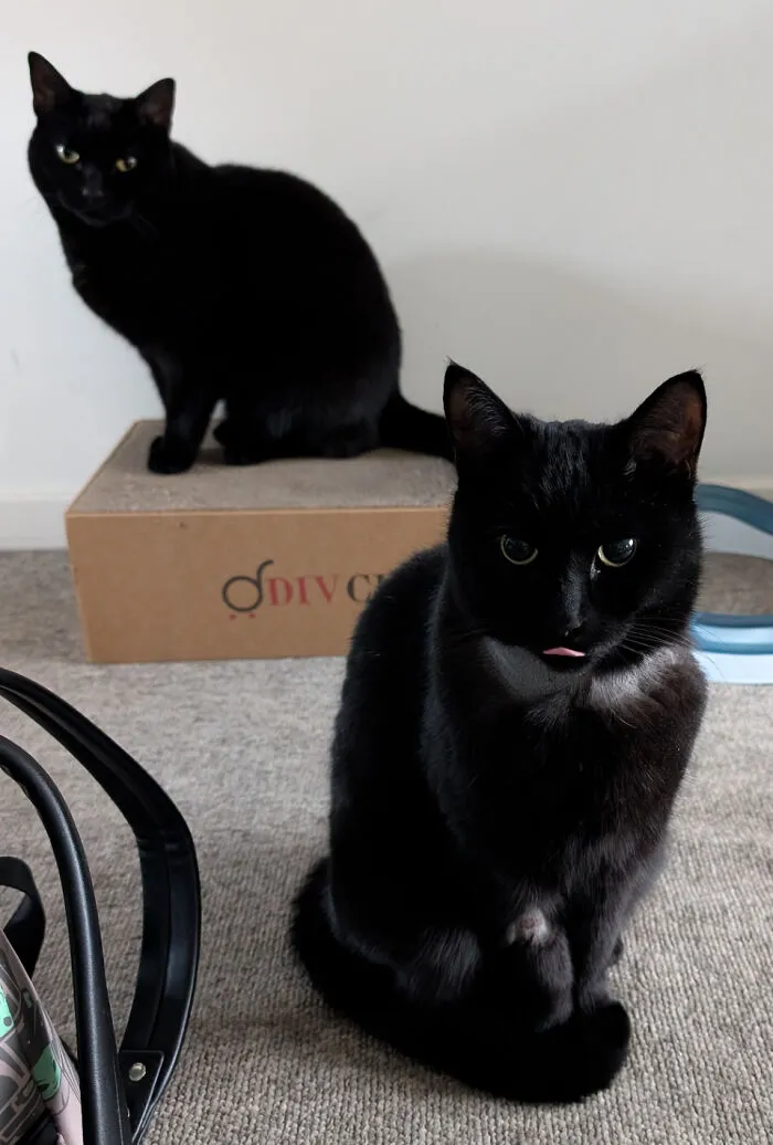 Two adorable black cat duos sitting indoors, one on a cardboard scratcher and the other on carpeted floor.