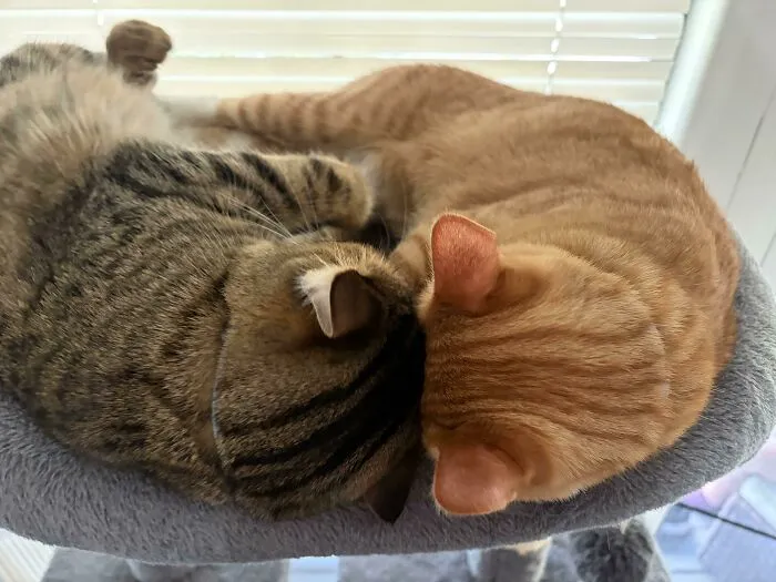"Brothers Love Sharing The Bed LOL"