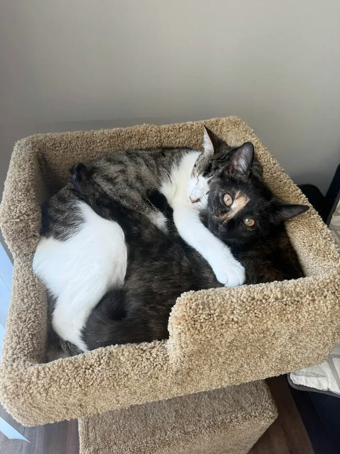 "Went In For A Kitten But Her Big Sis Had Other Plans"