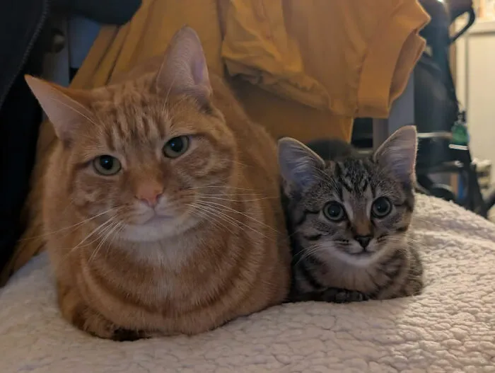 Two adorable cat duos resting closely together, showcasing the charm of having feline companions side by side.