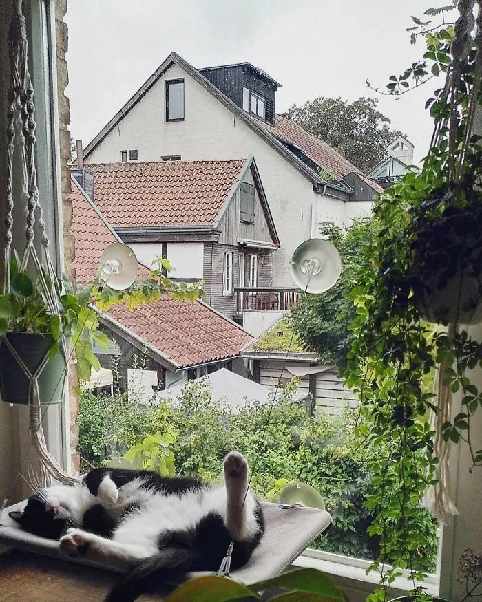 50 Times People Spotted Kitties Sitting At The Window And Just Had To Take A Pic (New Pics)
