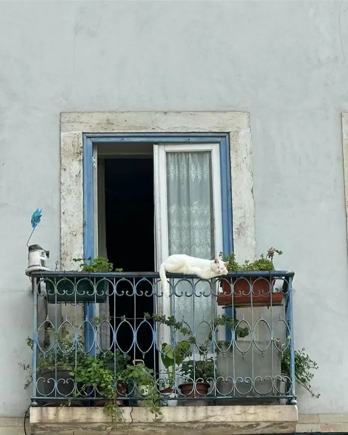 50 Times People Spotted Kitties Sitting At The Window And Just Had To Take A Pic (New Pics)
