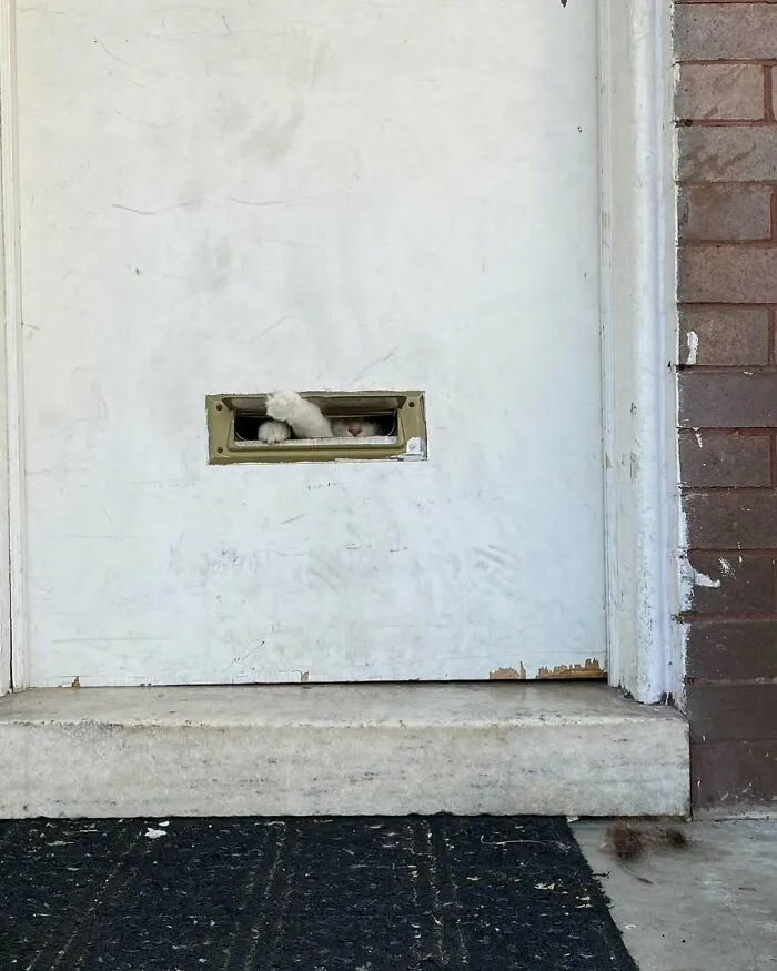 50 Times People Spotted Kitties Sitting At The Window And Just Had To Take A Pic (New Pics)