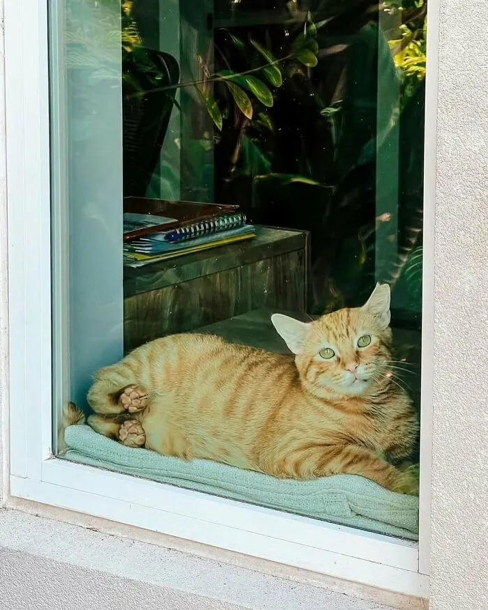 50 Times People Spotted Kitties Sitting At The Window And Just Had To Take A Pic (New Pics)