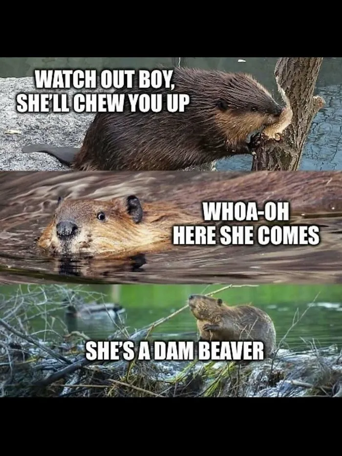 Hilarious-Animals-Memes