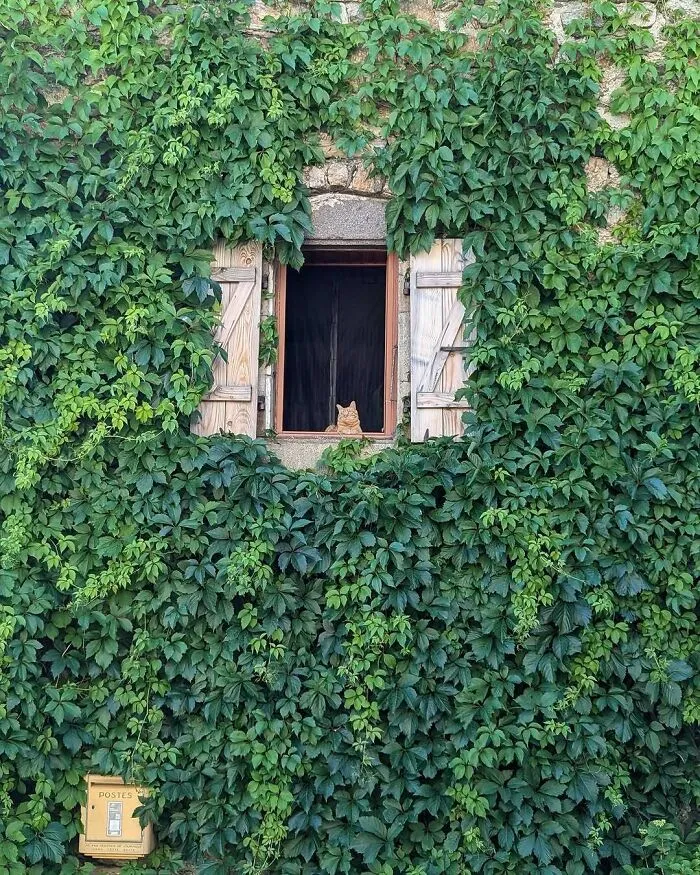 50 Times People Spotted Kitties Sitting At The Window And Just Had To Take A Pic (New Pics)