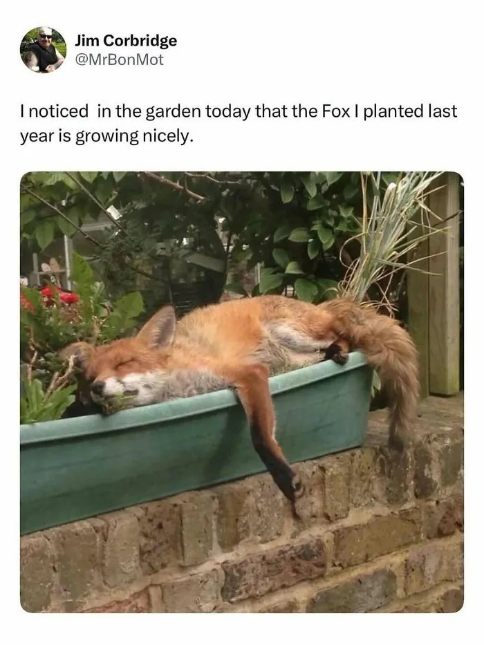 50 Hilariously Wholesome Animal Memes That Help People Forget Problems And Heavy Thoughts (New Pics)