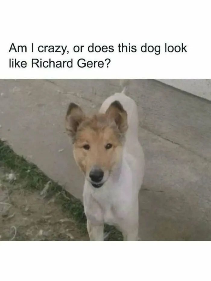 50 Hilariously Wholesome Animal Memes That Help People Forget Problems And Heavy Thoughts (New Pics)