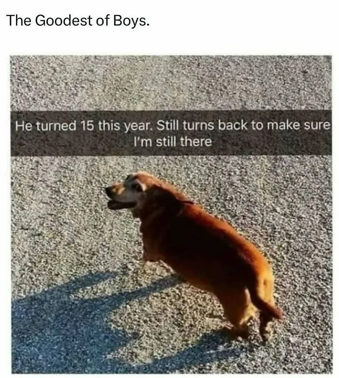 50 Hilariously Wholesome Animal Memes That Help People Forget Problems And Heavy Thoughts (New Pics)