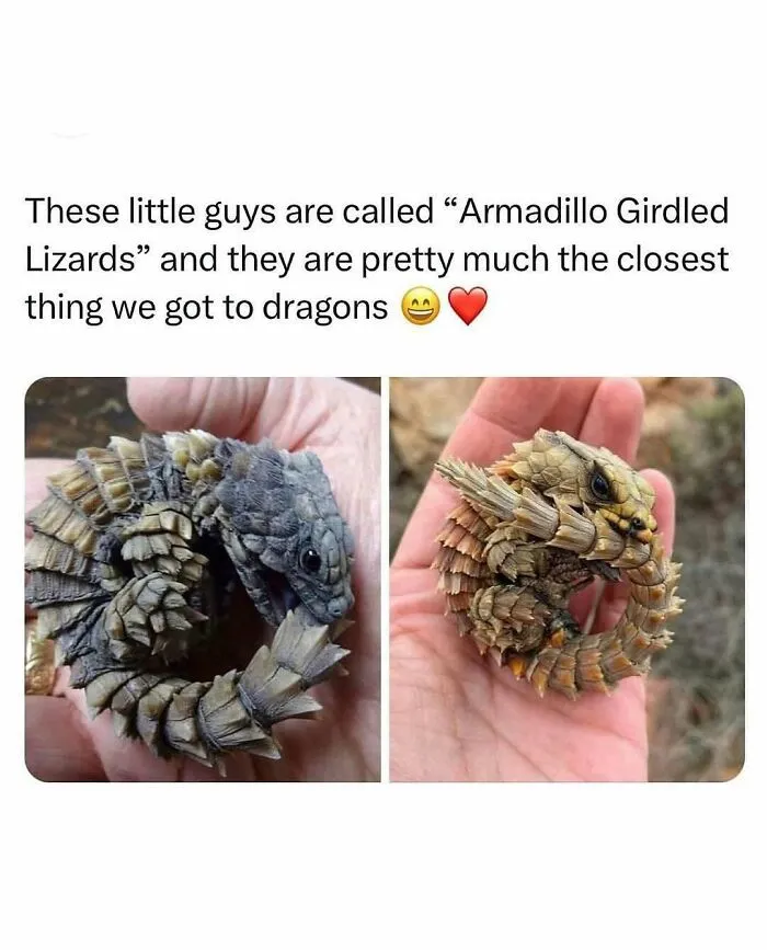 50 Hilariously Wholesome Animal Memes That Help People Forget Problems And Heavy Thoughts (New Pics)
