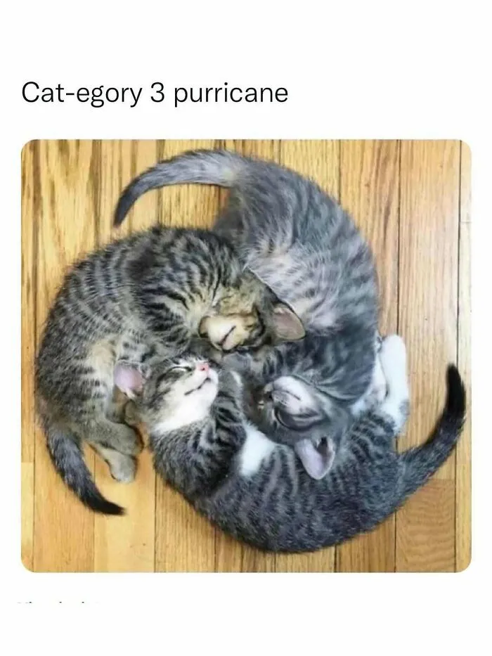 50 Hilariously Wholesome Animal Memes That Help People Forget Problems And Heavy Thoughts (New Pics)