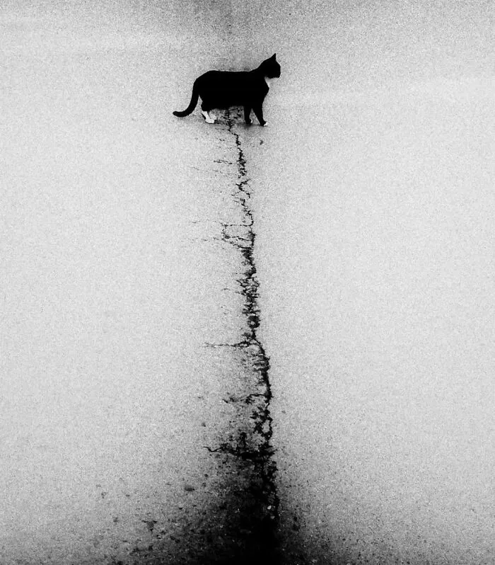 Black and white photo of a cat walking along a cracked path, capturing a decisive moment with cats stealing the show.