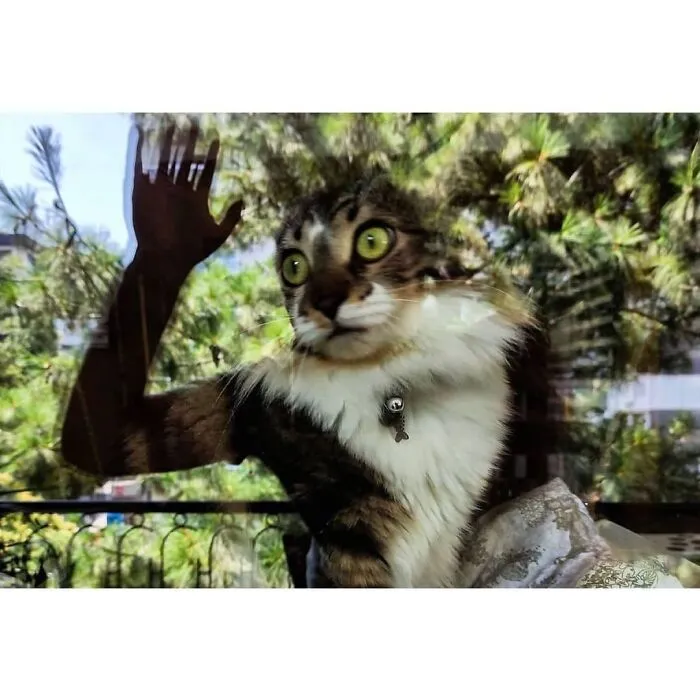 Tabby cat with green eyes pressing against a glass window, capturing a purr-fect shot of cats stealing the show.