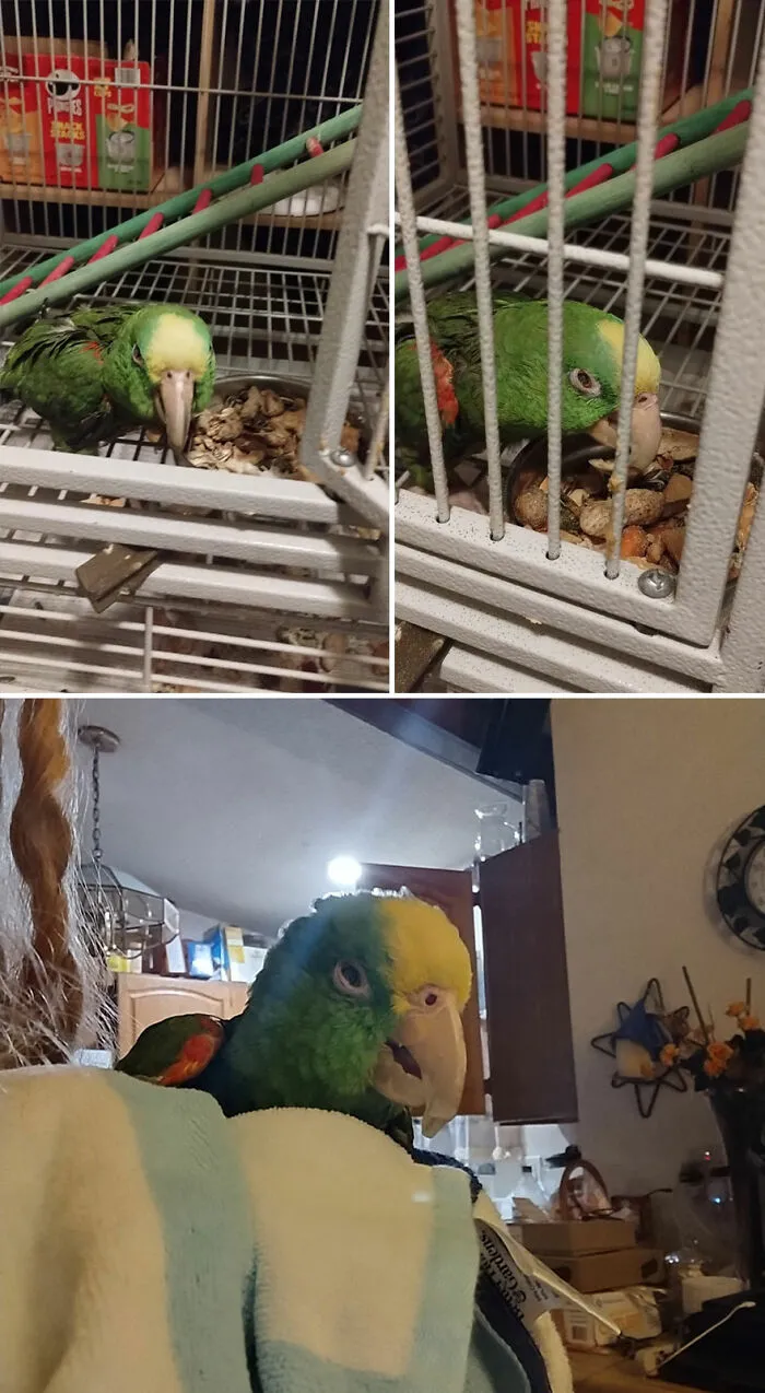 Here's Panama "Pan" (Panamanian Yellow Crown Parrot)