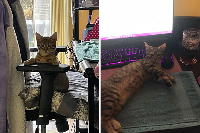 Tigger: A Few Days After We Got Her And A Couple Of Days Ago. At Least She Feels At Home Now