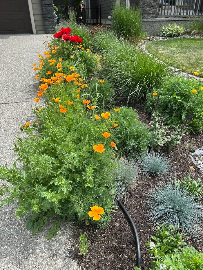 My Front Garden
