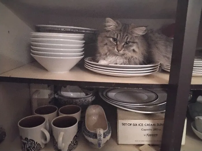 Finding My Cat