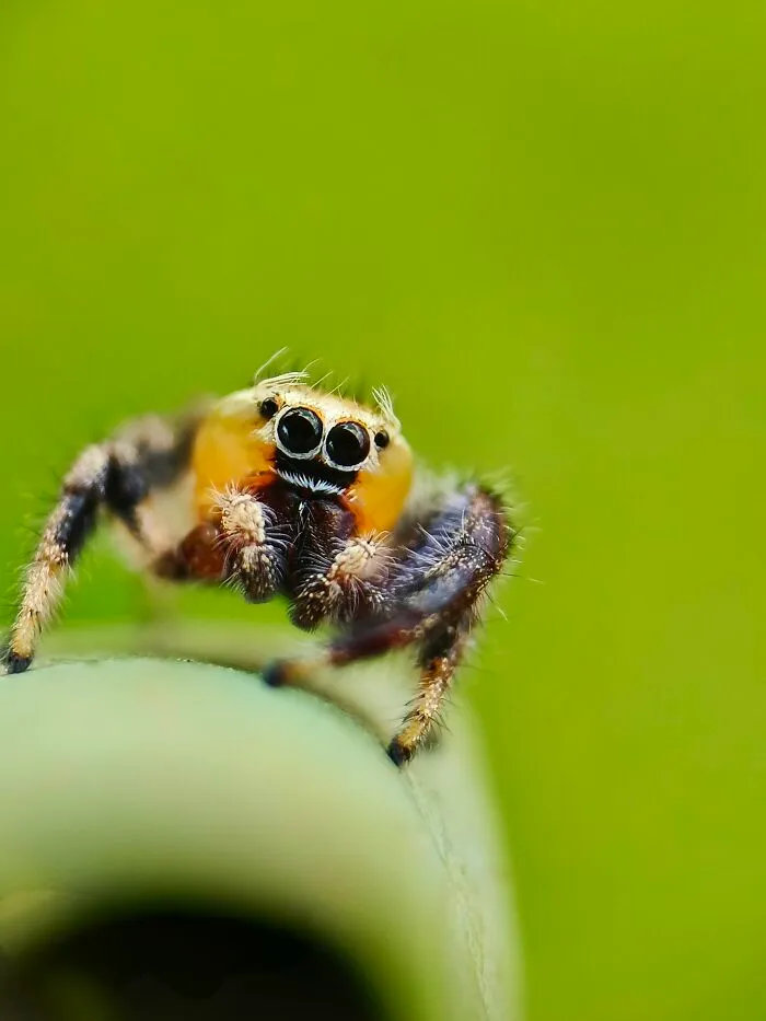 I Captured 50 Tiny Creatures In Macro, And The Details Are Out Of This World