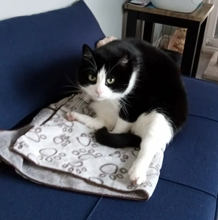 My Parents' Fat Cat, Lewis