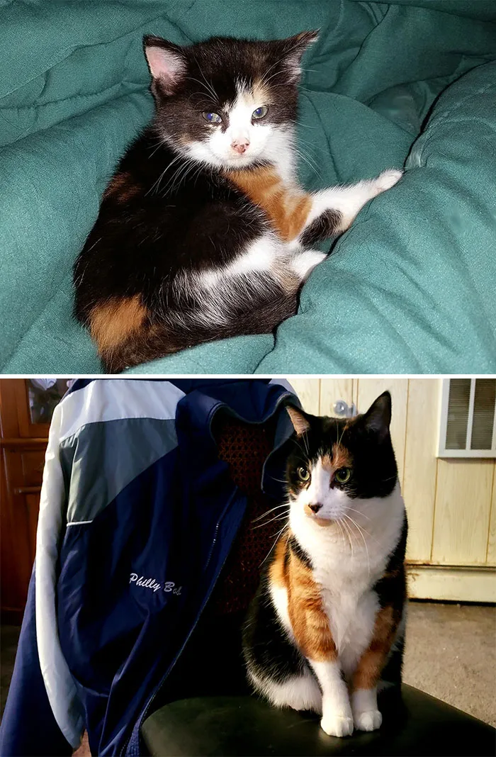 Miss Punx As A Kitten And Now In Full Glory!