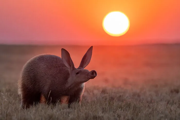 Categoría Retratos de Animales | Mención Honorífica: "Una Nariz Curiosa" de Laura Dyer, Reino Unido (país de origen: Sudáfrica)