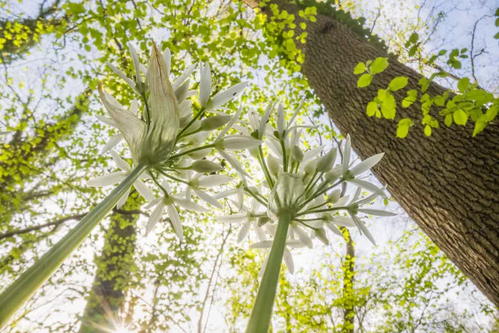 Categoría Premio Portafolio Fred Hazelhoff | Ganador: «Paisajes florales» de Theo Bosboom, Países Bajos
