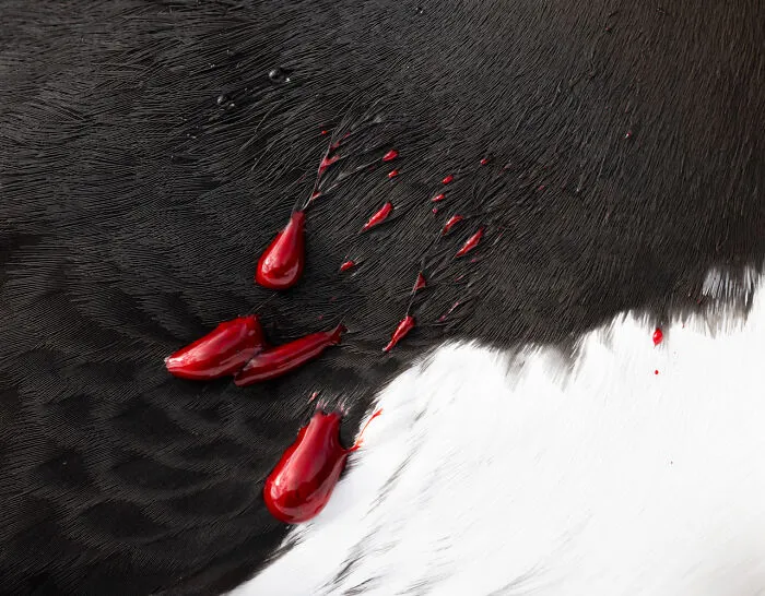 Categoría Arte de la Naturaleza | Segundo puesto: "Arao Herido" de Knut-Sverre Horn, Noruega