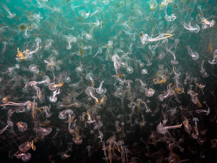 Categoría Subacuático | Segundo puesto: "Acuarela de Medusas" de Alex Varani, Italia