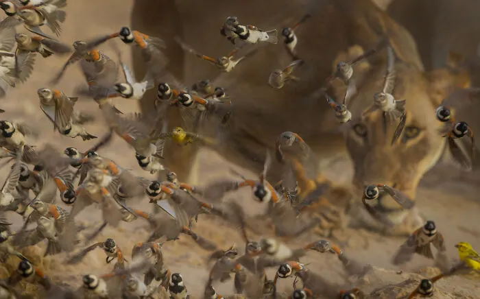 Categoría Retratos de Animales | Mención Honorífica: "Ojos de Leona Tras las Aves" de Willem Kruger, Sudáfrica