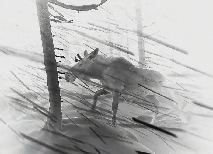 Categoría Arte de la Naturaleza | Ganador de la categoría: "Alce en la nieve" de Pål Hermansen, Noruega