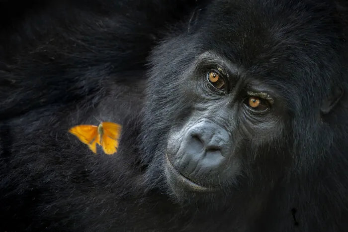 Categoría Retratos de Animales | Ganador de la categoría: "Maravilla Compartida" de Mary Schrader, Estados Unidos