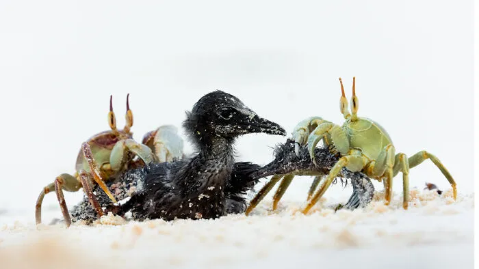 Categoría Otros Animales | Ganador de la categoría: "Grito Silencioso" de Bence Máté, Hungría