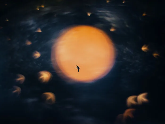 Category Birds | Category Winner And Overall Winner: "Sundance" By Åsmund Keilen, Norway