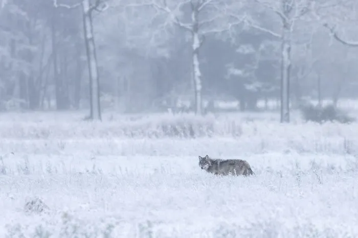 Categoría Naturaleza de “De Lage Landen” | Mención de honor: "Lobo invernal" de Noelle Zweers, Países Bajos