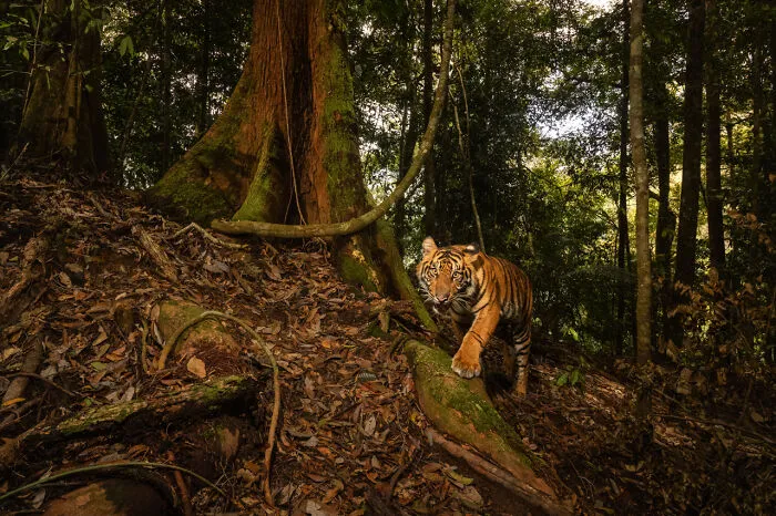 Categoría Mamíferos | Segundo puesto: "El Santo Grial Oculto de la Isla de Sumatra", de Vladimir Cech Jr., República Checa