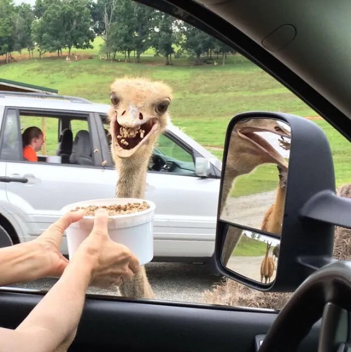No puedo entender qué de todo lo que sale en esta foto me hace reír más: la chica que parece estar llorando en el fondo, el avestruz zampón o la llama en el espejo.