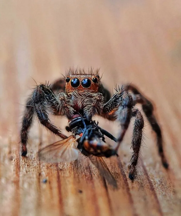 I Captured 50 Tiny Creatures In Macro, And The Details Are Out Of This World