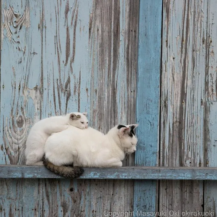 Estas 20 fotos de Masayuki Oki nos cuentan cómo es la vida de los gatos callejeros de Tokio