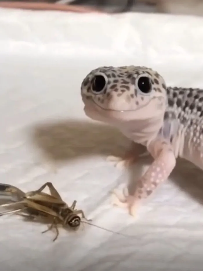 Cute leopard gecko next to a cricket, a wholesome photo perfect for eye bleach to cleanse your eyes from the world's horrors