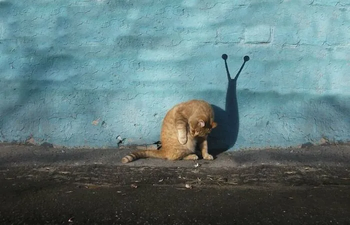 Orange cat grooming itself against a blue wall, casting a shadow that looks like antennae, capturing a purr-fect shot.