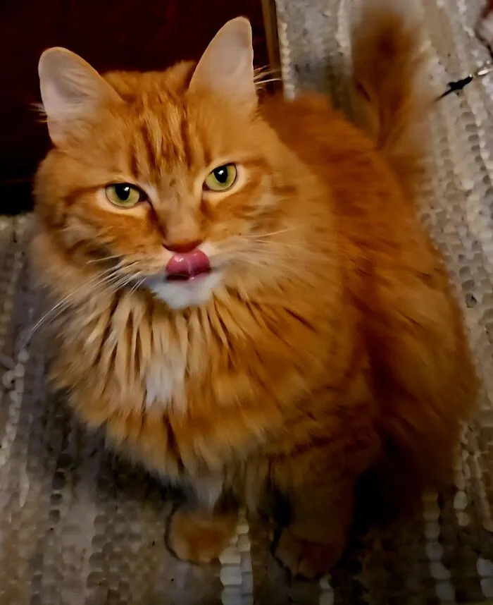 "Hey, Mom!  Whatcha Eating?" - Snafu James' Perpetual Question