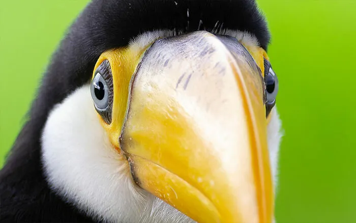 Toco Toucan
