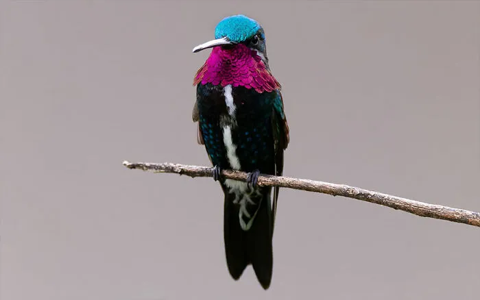 Stripe-Breasted Starthroat