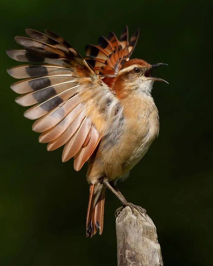 Band-Tailed Hornero