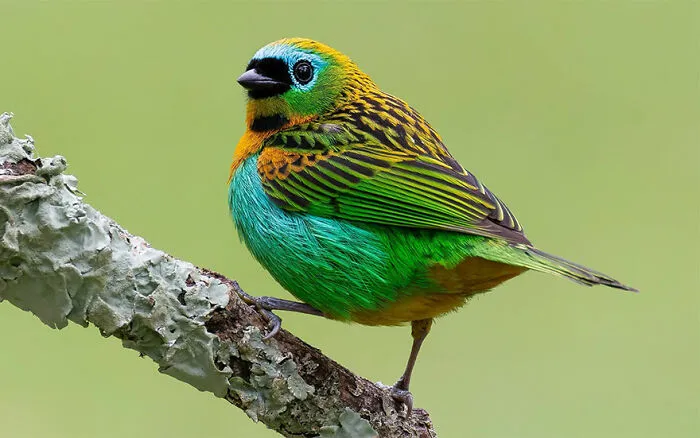 Tangara Cyanocephala